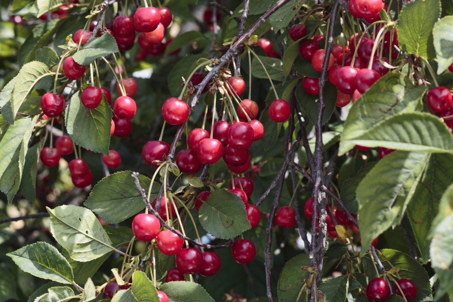 Cheriffs, or Cherry Tariffs, make for a thrill ride in the Pacific Northwest US.