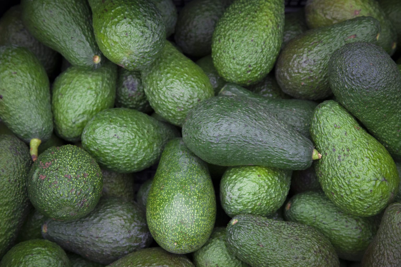 Hawaiian avocados are coming back!