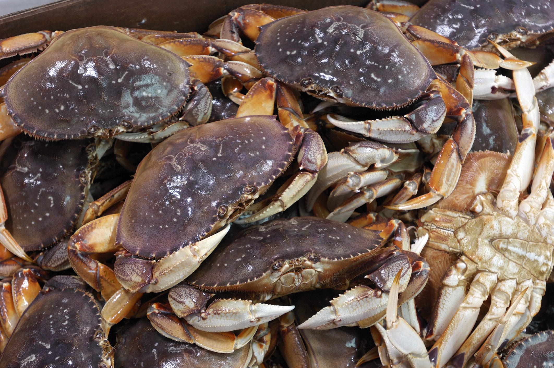 Dungeness Crab season illustrates climate change troubles.