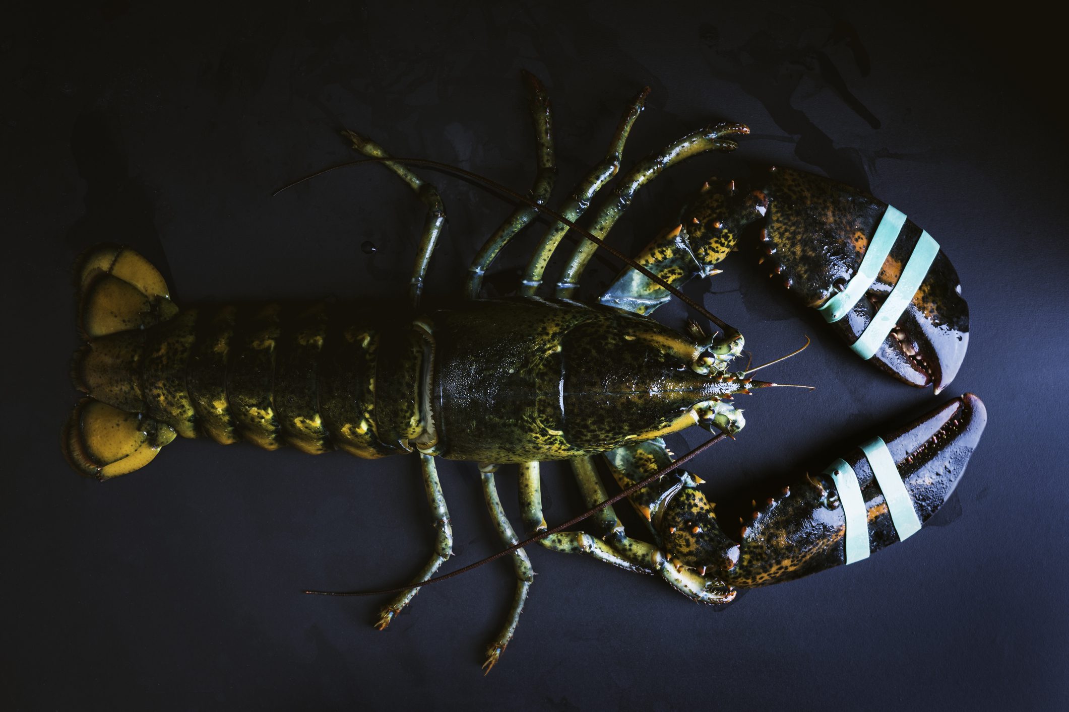 US lobster sales tanking
