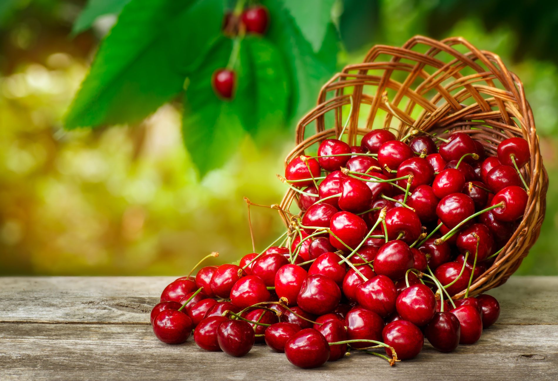 Cherry Exporters Cheery for Fruitful Season to Come.