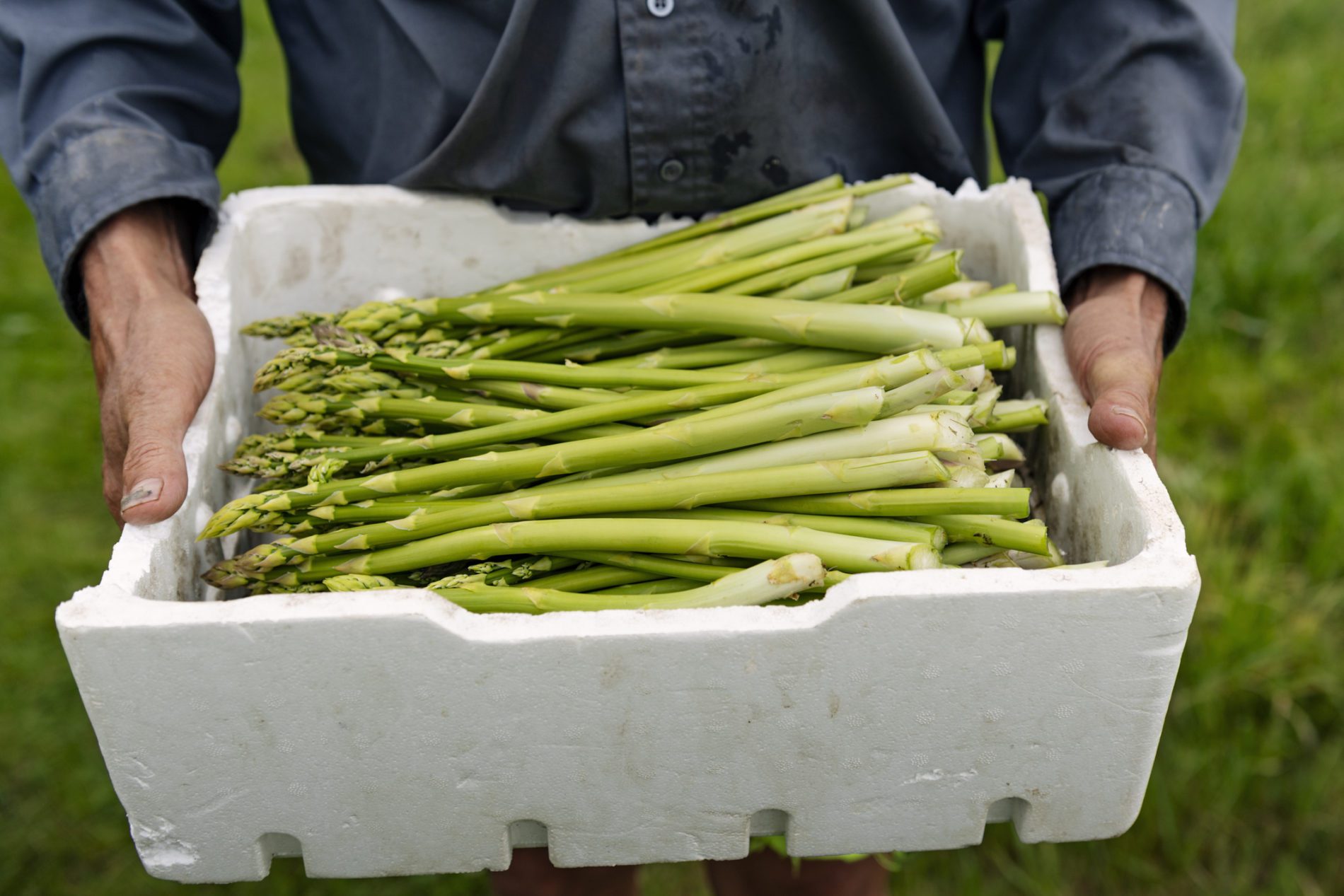 Asparagus: Putting a Stake in these Stalks