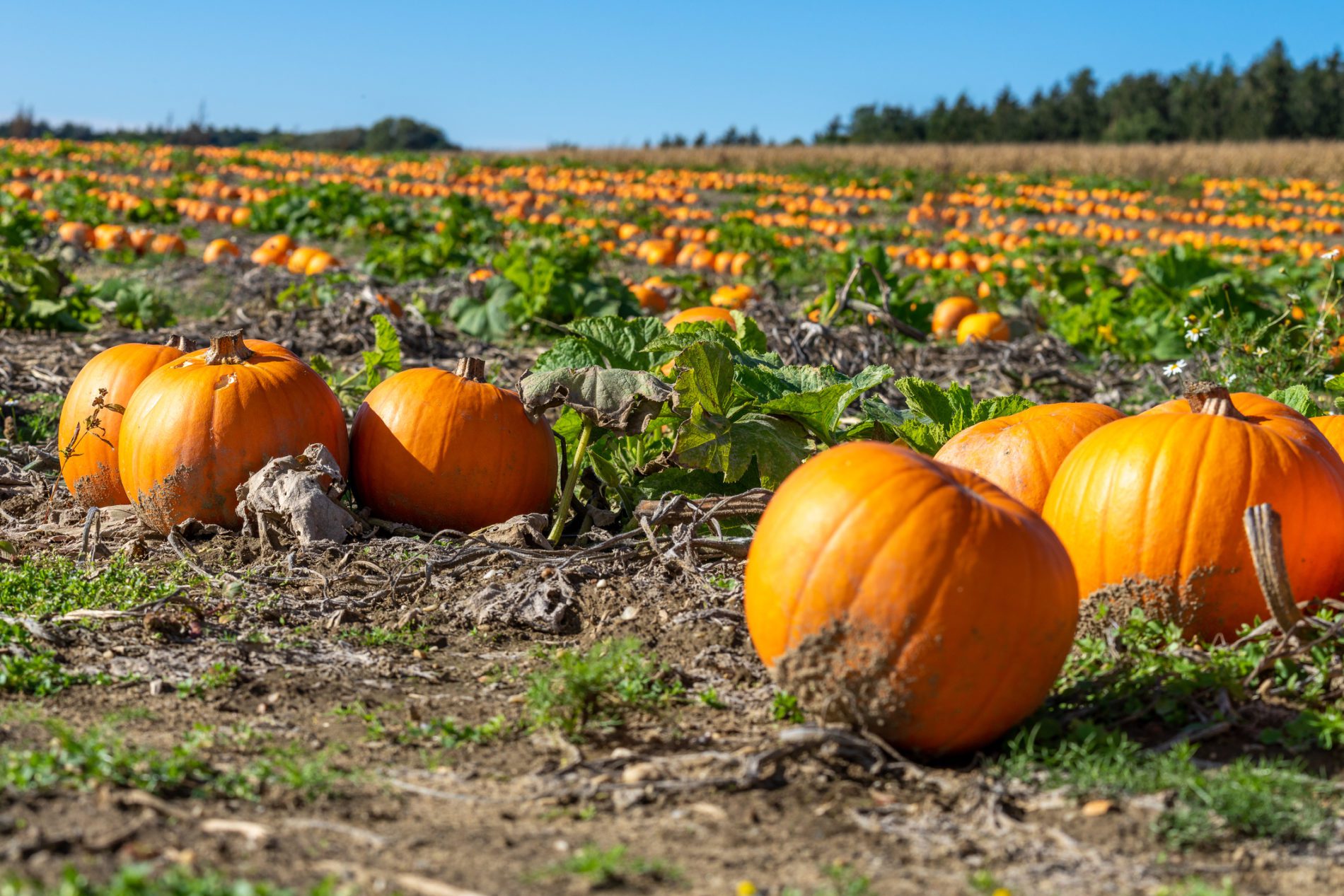 Pumpkins: From Patches to Porches and Pies.