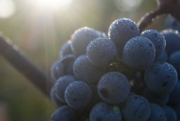 California grapes