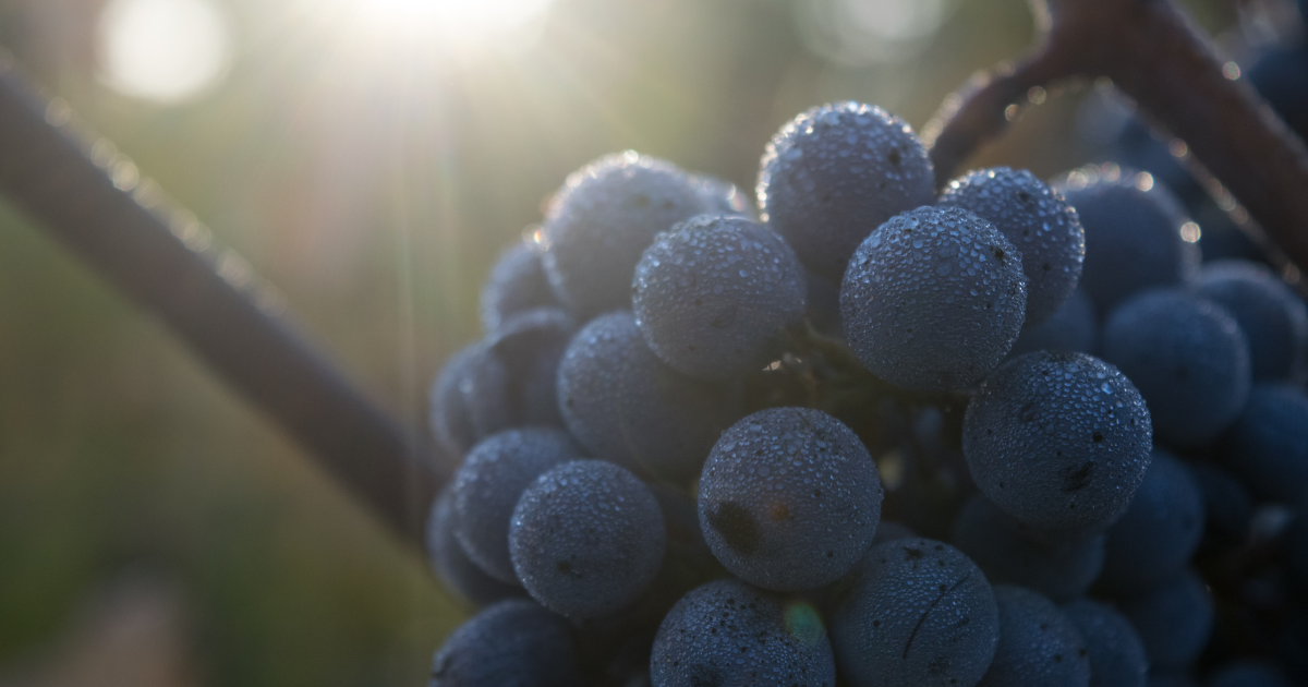 Exporting California Grapes: CFI’s Expertise and Insights